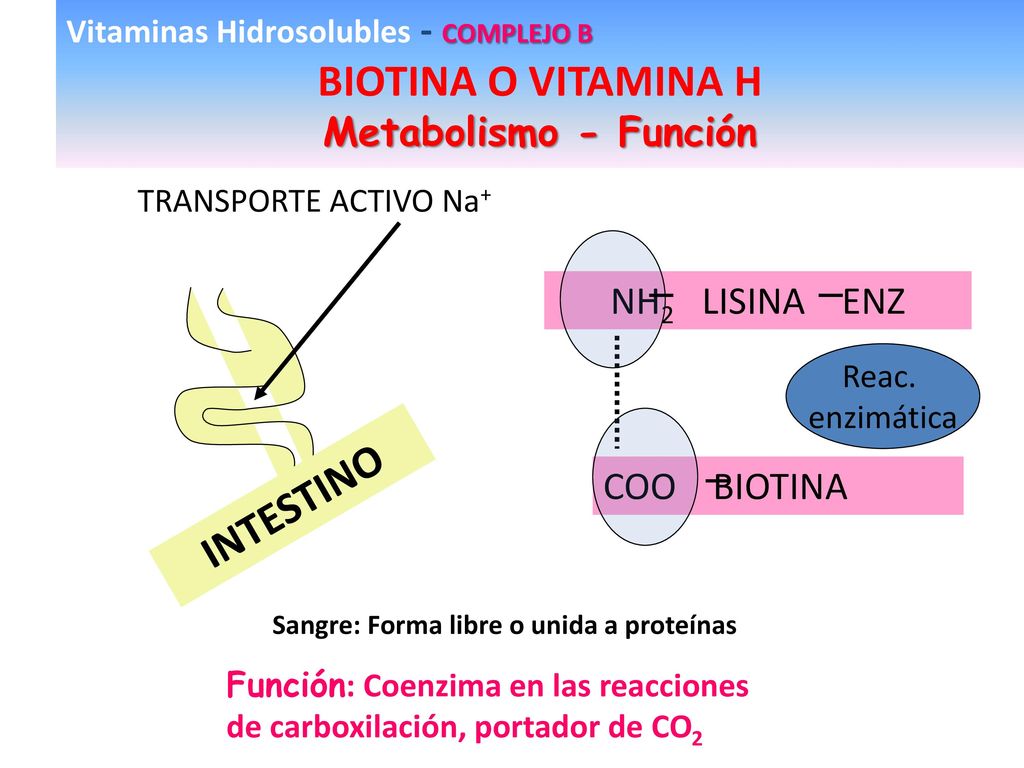 Funcion de la vitamina biotina